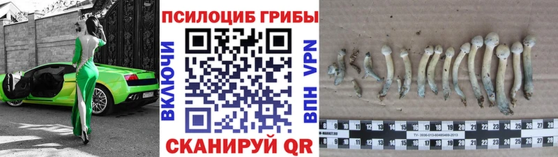 Купить где  Реж  Галлюциногенные грибы GOLDEN TEACHER 